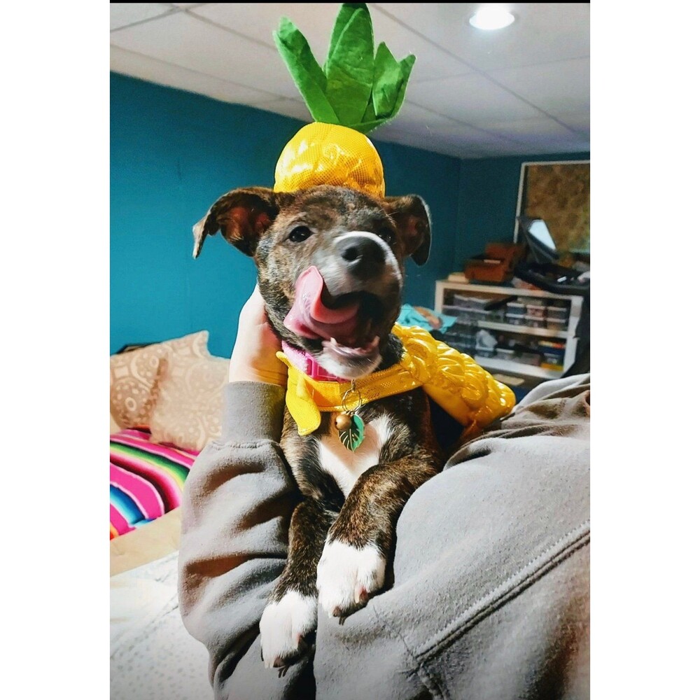 Cyeollo shiney pineapple small dog 2 piece costume
